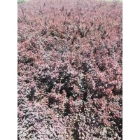 紫叶小檗20到50公分的 少帅苗木基地 东北苗木基地