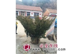 东北红豆杉 东北红豆杉小苗批发 红豆杉造型树 少帅苗木图1