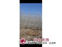 银中杨4到8公分 银中杨价格 少帅苗木基地图1