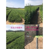 200万水蜡小苗 水蜡苗批发 东北水蜡基地 少帅苗木基地