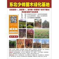 少帅苗木绿化基地供乔木类/花灌木类建圃小苗，工程绿化用苗