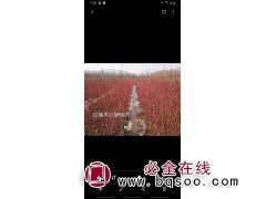 红瑞木小苗60万棵大量销售 少帅苗木 红瑞木基地 红瑞木图1