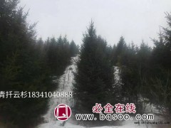 云杉大量 青千云杉价格表 铁岭云杉基地 少帅苗木基地图1