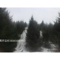 云杉大量 青千云杉价格表 铁岭云杉基地 少帅苗木基地