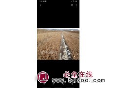 各种建圃小苗可以起了 紫丁香小苗60万棵 铁岭少帅苗木基地图1