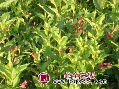 批发红王子锦带大量现货 铁岭红王子锦带基地，少帅苗木基地图1