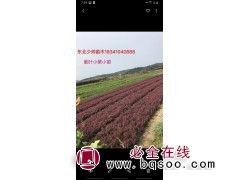 紫叶小檗苗 建浦小苗可以起了 紫叶小檗大量供应 少帅苗木基地图1