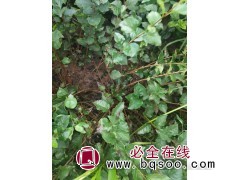 大量批发精品小叶丁香 树形饱满 价格优惠 规格齐全 少帅苗木图1