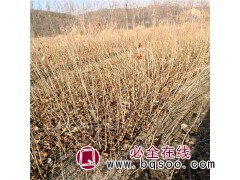 紫丁香小苗 大量出售紫丁香苗 绿化苗木紫丁香 少帅苗木图1