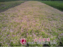 辽宁铁岭金山绣线菊价格，少帅苗木，铁岭绣线菊基地图1
