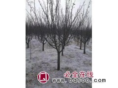 王族海棠2到8公分 东北海棠基地 铁岭王族海棠基地 少帅苗木图1