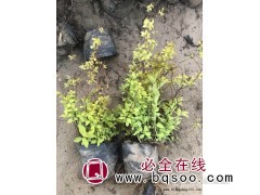 金山绣线菊杯苗图1