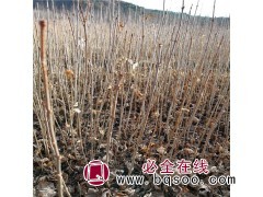 紫丁香小苗图1