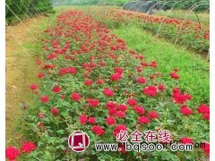 冷香玫瑰小苗/玫瑰/黄玫瑰图1