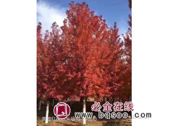 京鲁美国红枫_各种规格美国红枫_颜色纯正，山东美国红枫价格图1