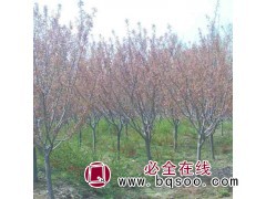 15公分樱花树价格 樱花树工程苗 大规格樱花树 郯城京鲁苗圃图1