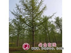 郯城京鲁苗圃供银杏实生树 14cm银杏实生树 郯城银杏价格表图1