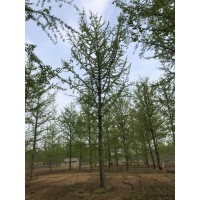 京鲁20公分银杏树 农户价格 质量保证 诚信为本 指树挖树
