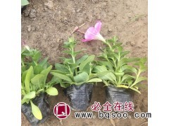 矮牵牛 一二年生草花卉基地 销售矮牵牛苗 矮牵牛钵苗大量供应图1