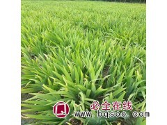 ​德国鸢尾 辽宁德国鸢尾 鞍山鸢尾专业种植基地 鸢尾图1