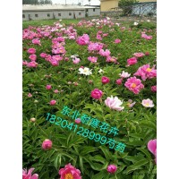 芍药