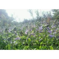 紫萼玉簪