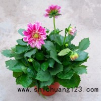 大丽花