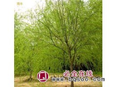 华夏园林：青皮垂柳、黄垂柳、速生柳等各种柳树3万余棵图1