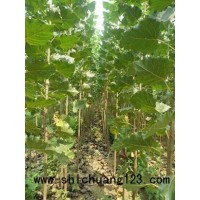 速生杨107价格低、杨树苗苗木基地-华夏园林 速生杨成活率高