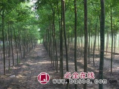 河南速生法桐价格 速生法桐报价表 一级速生法桐 华夏园林图1
