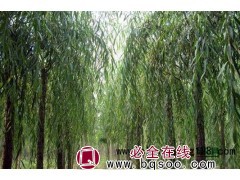青皮垂柳图1