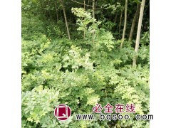 大量批发出售优质蔷薇 红艳艳花卉直销蔷薇 现货充足 蔷薇供应图1