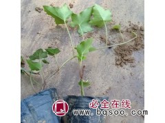 供应藤蔓植物精品常春藤 四季常绿常春藤 花叶常春藤图1