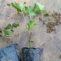 供应藤蔓植物精品常春藤 四季常绿常春藤 花叶常春藤