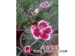 花海设计租摆彩虹石竹 小苗彩虹石竹直销基地 红艳艳 彩虹石竹图1