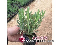 山东青州供应草花薰衣草批发价格 薰衣草大型基地 红艳艳图1
