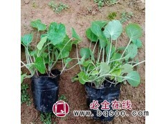 二月兰价格 青州花卉基地 二月兰批发 青州承诺花卉常年供应图1