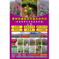 青州诚诺花卉苗木合作社常年出售时令花卉营养钵苗