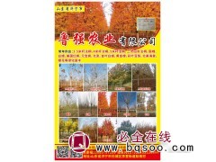 二次回剪法桐树处理 精品法桐价格表 山东法桐行道树 鲁强农业图1