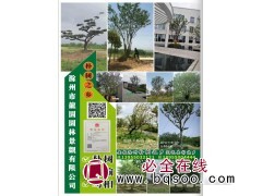 丛生朴树 精品朴树造型 大规格朴树现挖包活 大朴树 龙园园林图1