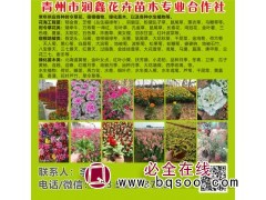 青州润鑫花卉苗木专业合作社常年提供花海工程花苗，建设花海工程图1
