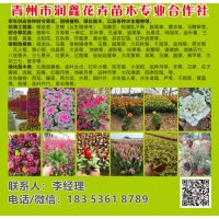 青州润鑫花卉苗木专业合作社常年提供花海工程花苗，建设花海工程