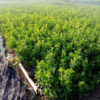 小叶扶芳藤幼苗 苗圃现货出售 小叶扶芳藤批发 青州鑫迪花卉