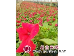 矮牵牛盆栽图1