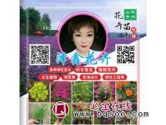 山东孔雀草（三色）钵苗 孔雀草苗大量供应 青州花卉 泽鑫花卉图1