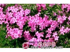 丛生福禄考_丛生福禄考价格_优质丛生福禄考 一品宿根花卉园图1