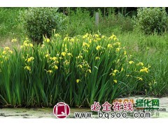 黄菖蒲价格_最新黄菖蒲价格 鞍山菖蒲价格表 一品花卉图1