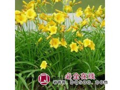台安金娃娃萱草_鞍山金娃娃萱草价格_优质金娃娃萱草 一品花卉图1