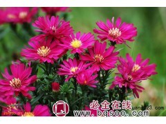各色荷兰菊；地被菊供应，台安一品宿根花卉繁育基地图1