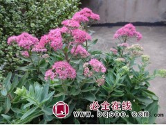 【八宝景天价格】_八宝景天图片，一品宿根花卉繁育基地图1
